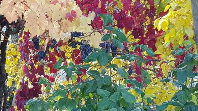 vigna | contattolab.it